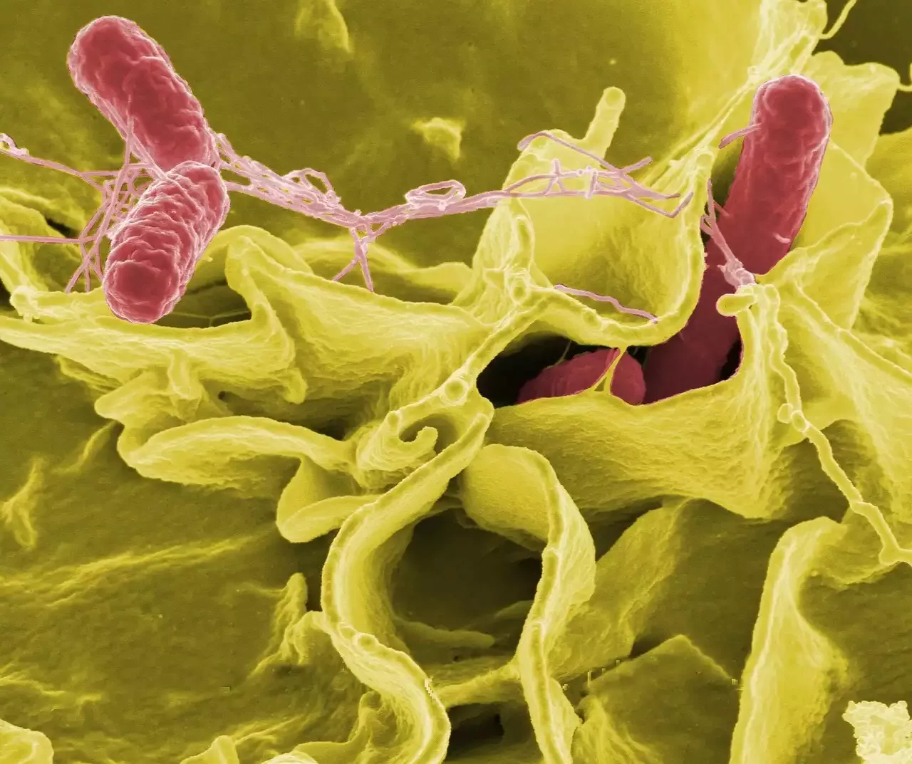 המדע מאחורי חיסוני mRNA: מבט מקרוב